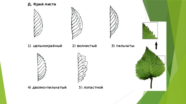 Край пластинки листа. Лист березы край листовой пластинки. Двояко пильчатый край листа. Лист березы форма листовой пластинки. Форма листовой пластинки березы.