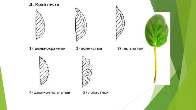 Край листа. Двояко пильчатый край листа. Цельнокрайный край листа. Двояко пильчатая форма края листа. Волнистый край листа.