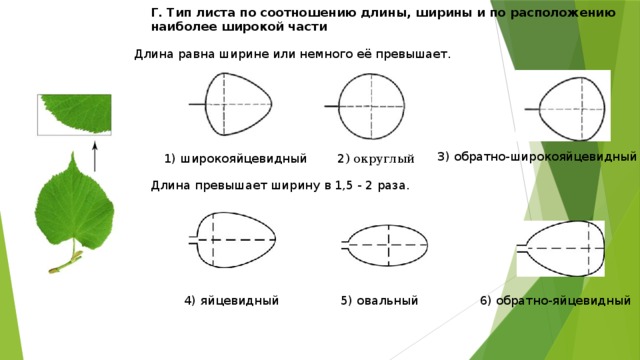 Длина и ширина листьев. Листья по соотношению длины и ширины. Типы листа по соотношению длины и ширины. Типы листьев по соотношению длины и ширины. Типы листа по соотношению длины и ширины листовой пластинки.