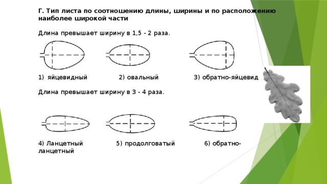 Длина листьев. Тип листа по соотношению длины ширины и по расположению. Тип листа сирени. Тип листа сирени по соотношению длины ширины и расположению. Характеристика листьев по длине и ширине.