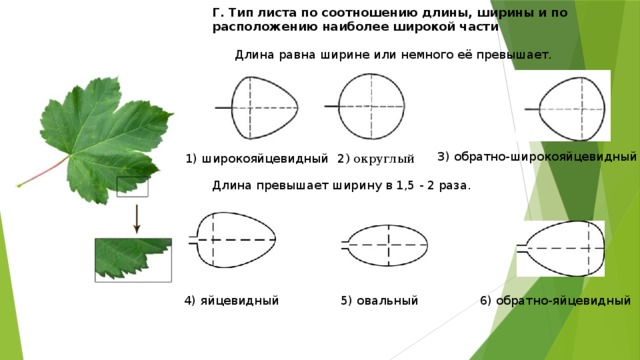 Г. Тип листа по соотношению длины, ширины и по расположению наиболее широкой части  Длина превышает ширину в 1,5 - 2 раза. Длина равна ширине или немного её превышает. 3) обратно-широкояйцевидный  2 ) округлый 1) широкояйцевидный 4) яйцевидный 5) овальный 6) обратно-яйцевидный 