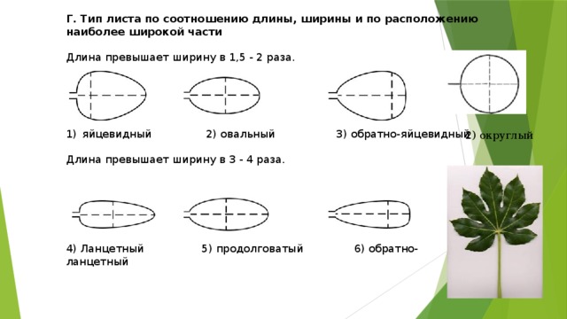 Тип листа по соотношению длины ширины