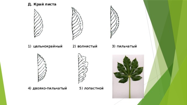 Края листьев. Цельнокрайный край листа. Двояко пильчатый край листа. Двоякопильчатый край листовой пластинки. Форма краев листьев двояко-пильчатый.