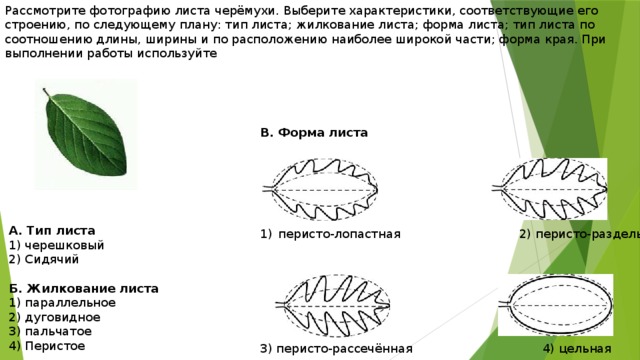 Рассмотрите фотографию листа черёмухи. Выберите характеристики, соответствующие его строению, по следующему плану: тип листа; жилкование листа; форма листа; тип листа по соотношению длины, ширины и по расположению наиболее широкой части; форма края. При выполнении работы используйте В. Форма листа       перисто-лопастная 2) перисто-раздельная 3) перисто-рассечённая 4) цельная А. Тип листа 1) черешковый 2) Сидячий Б. Жилкование листа 1) параллельное 2) дуговидное 3) пальчатое 4) Перистое 