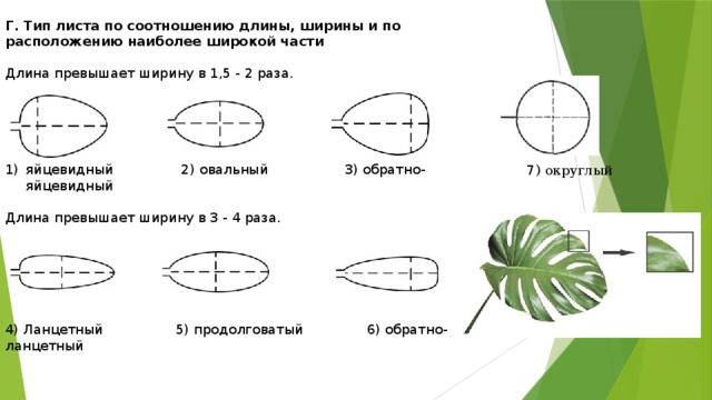 Г. Тип листа по соотношению длины, ширины и по расположению наиболее широкой части  Длина превышает ширину в 1,5 - 2 раза. яйцевидный 2) овальный 3) обратно-яйцевидный Длина превышает ширину в 3 - 4 раза. 4) Ланцетный 5) продолговатый 6) обратно-ланцетный  7 ) округлый 