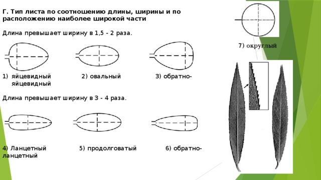 Соотношение длины и ширины листа. Типы листа по соотношению длины и ширины листовой пластинки. Типы листьев по соотношению длины и ширины. Тип листа по соотношению длины. Листовые пластинки по соотношению длины и ширины,.