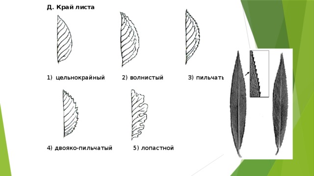 Край листа. Двояко пильчатый край листа. Двоякопильчатый край листа. Двояко пильчатая форма края листа. Двоякопильчатый край листовой пластинки.