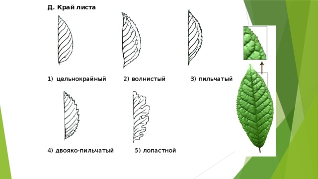 Д. Край листа          цельнокрайный 2) волнистый 3) пильчатый 4) двояко-пильчатый 5) лопастной 