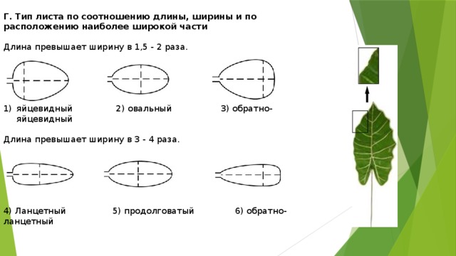 Тип листа. Яйцевидный Тип листа. Тип листа типы листа. Форма листа биология 5 класс.