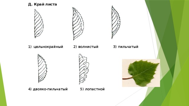 Д. Край листа          цельнокрайный 2) волнистый 3) пильчатый 4) двояко-пильчатый 5) лопастной 