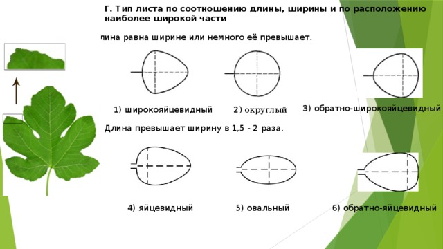 Тип листа по соотношению длины ширины. Листовые пластинки по соотношению длины и ширины,. Типы листа по соотношению длины и ширины. Тип листа по соотношению длины ширины и по расположению. Типы листьев по соотношению длины и ширины.