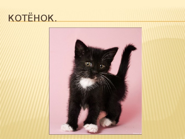 Я катя самбука котик