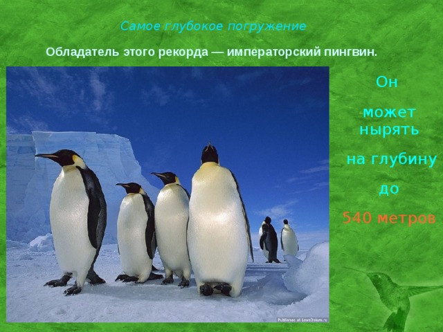 Самое глубокое погружение Обладатель этого рекорда — императорский пингвин. . Он может нырять  на глубину  до 540 метров