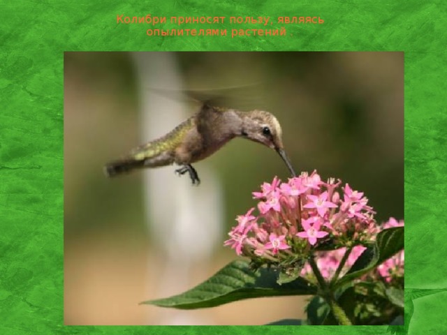 Колибри приносят пользу, являясь опылителями растений .