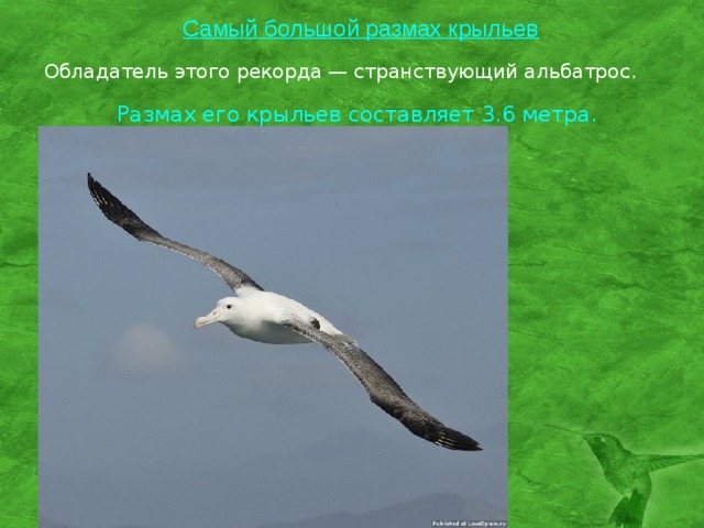 Самый большой размах крыльев Обладатель этого рекорда — странствующий альбатрос. Размах его крыльев составляет 3.6 метра.