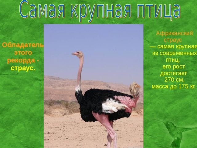 Африканский страус  — самая крупная  из современных птиц: его рост достигает  270 см,  масса до 175 кг. Обладатель этого рекорда - страус.