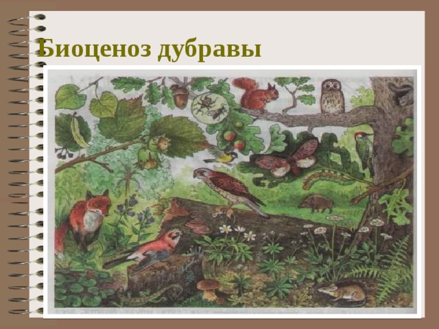 Биоценоз дубравы 