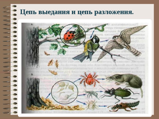 Цепь выедания и цепь разложения. 