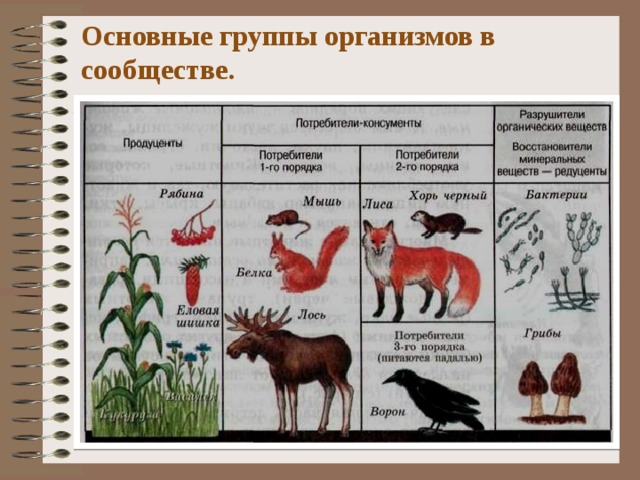 Основные группы организмов в сообществе. 