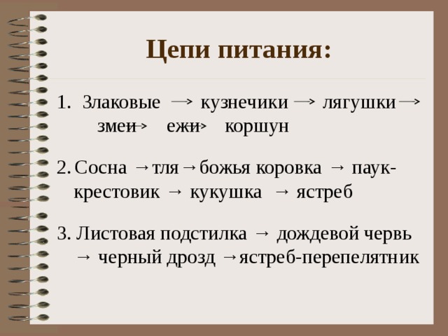 Какая цепь питания составлена правильно кузнечик