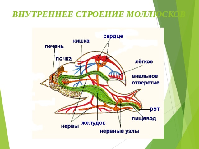 Моллюски строение и жизнедеятельность. Строение моллюска. Внутреннее строение моллюсков. Внутренне строение брюхоногих моллюсков. Внутреннее строение брюхоногого моллюска схема.