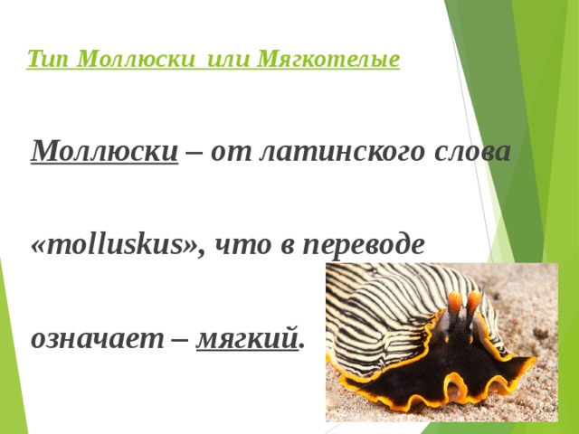  Тип Моллюски или Мягкотелые Моллюски – от латинского слова  «molluskus», что в переводе  означает – мягкий . 