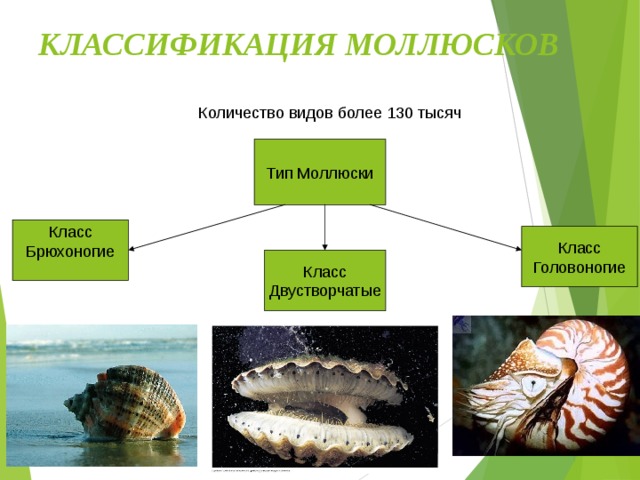 КЛАССИФИКАЦИЯ МОЛЛЮСКОВ Количество видов более 130 тысяч Тип Моллюски Класс Брюхоногие Класс Головоногие Класс Двустворчатые 