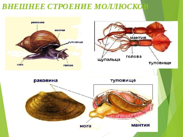 Таблица строения моллюсков