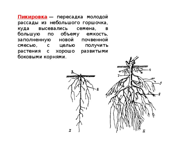 Рассмотрите рисунки 1 4 на которых изображены некоторые этапы пересадки молодого растения