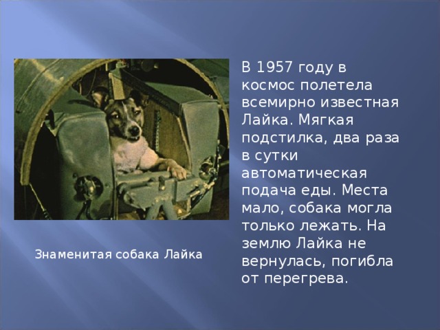 В 1957 году в космос полетела всемирно известная Лайка. Мягкая подстилка, два раза в сутки автоматическая подача еды. Места мало, собака могла только лежать. На землю Лайка не вернулась, погибла от перегрева. Знаменитая собака Лайка 