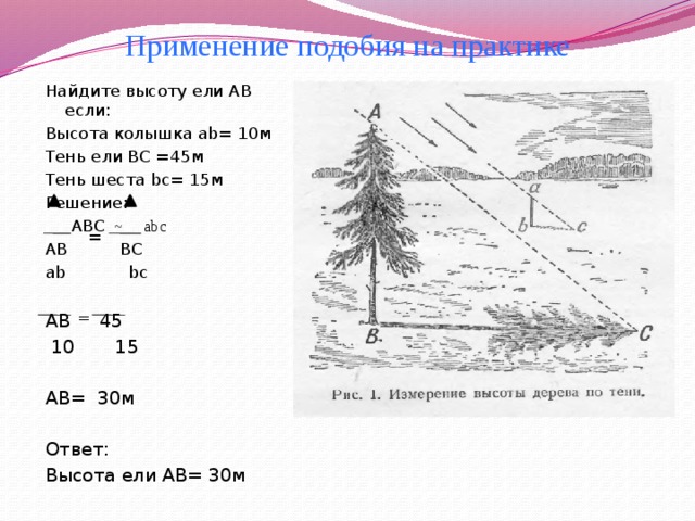 Высота если 19 м. Найдите высоту ели. Практическое применение подобия треугольников. Определить высоту дерева. Применение подобия треугольников в жизни.