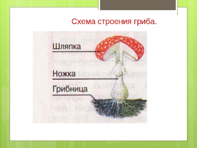 Схему растения гриба. Нарисуйте схему строения гриба. Рисунок схема шляпочного гриба. Строение гриба. Строение гриба рисунок.