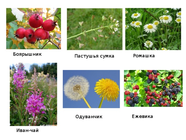Боярышник Ромашка Пастушья сумка Ежевика Одуванчик Иван-чай 