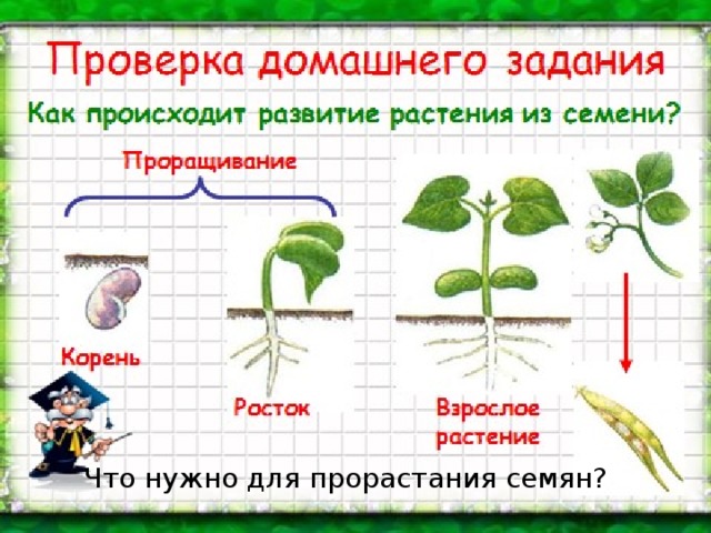 Развитие растения окружающий мир 3 класс