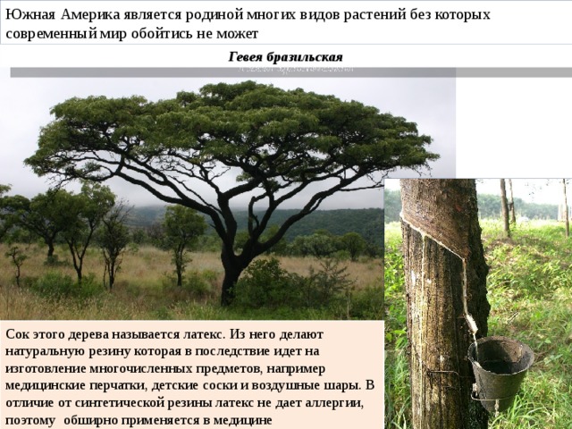 Также дерево является. Гевея бразильская. Южной Америки является дерево. Южная Америка является родиной. Растение Южной Америки гевея бразильская.