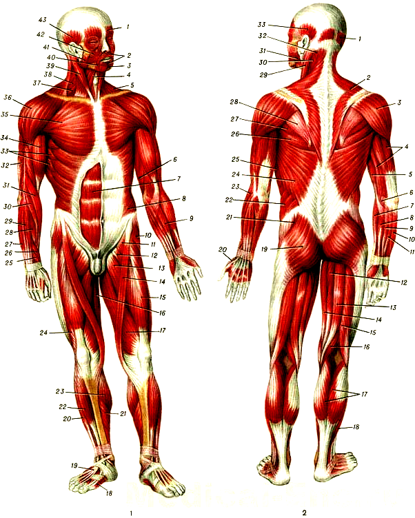 Мускулатура человека схема