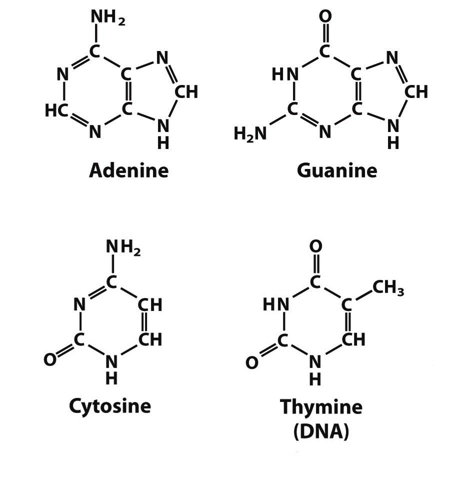 Аденин гуанин цитозин Тимин урацил комплементарность таблица. Аденин урацил гуанин формула. ДНК аденин Тимин.