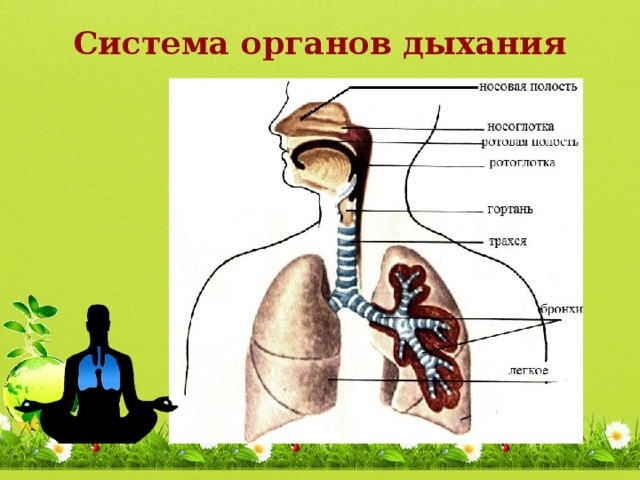 Система органов дыхания 