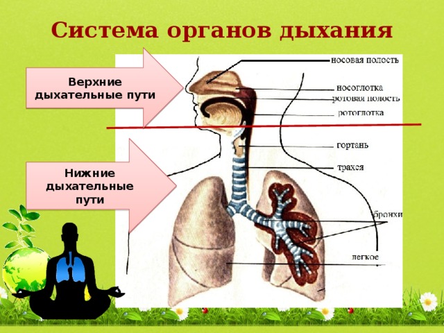 Система органов дыхания Верхние дыхательные пути Нижние дыхательные пути 