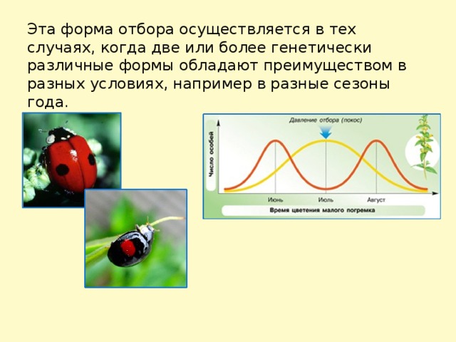 Формы естественного отбора презентация