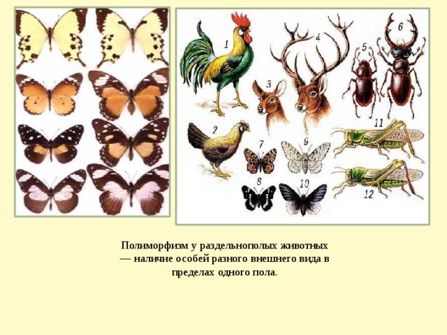 Разные особи. Полиморфизм. Полиморфизм у животных. Полиморфизм биология. Виды полиморфизма.