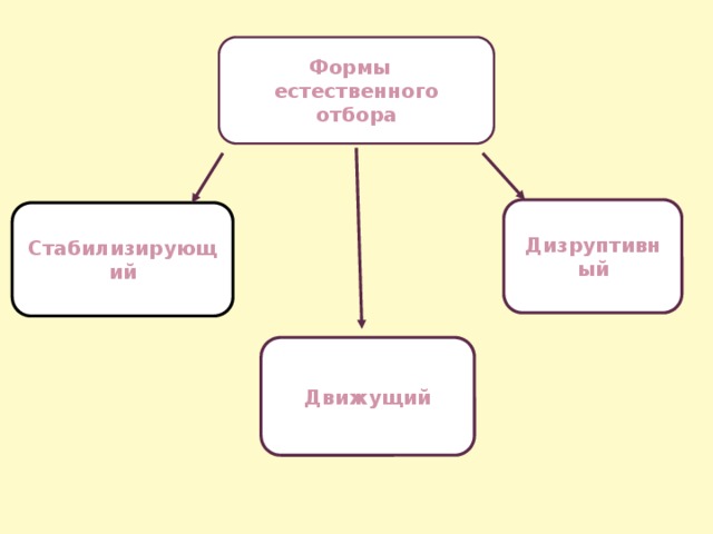 Презентация виды естественного отбора