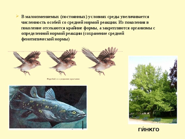 В малоизменяемых (постоянных) условиях среды увеличивается численность особей со средней нормой реакции. Из поколения в поколение отсекаются крайние формы, а закрепляются организмы с определенной нормой реакции (сохранение средней фенотипической нормы) ГИ́НКГО  