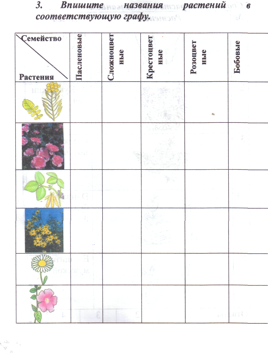 Контрольная по биологии семейства. Формула цветка однодольных. Биологический диктант по биологии 6 класс цветок растения.