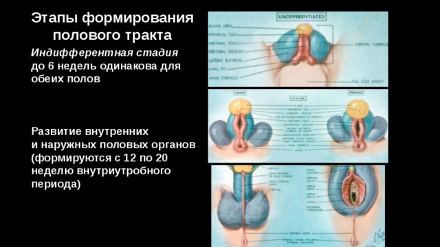 Этапы формирования полового тракта Индифферентная стадия до 6 недель одинакова для обеих полов Развитие внутренних  и наружных половых органов (формируются с 12 по 20 неделю внутриутробного периода) 