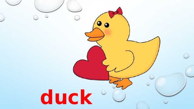 duck 