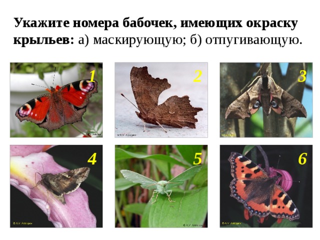 Укажите номера бабочек, имеющих окраску крыльев: а) маскирующую; б) отпугивающую. 2 1 3 4 5 6 
