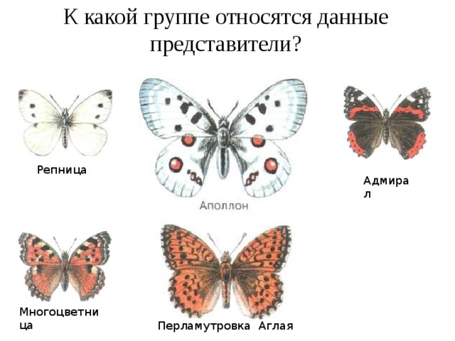 Бабочки относятся к группе. Дневные бабочки с названиями. К какой группе относится бабочка. Репница бабочка. Перламутровка виды.