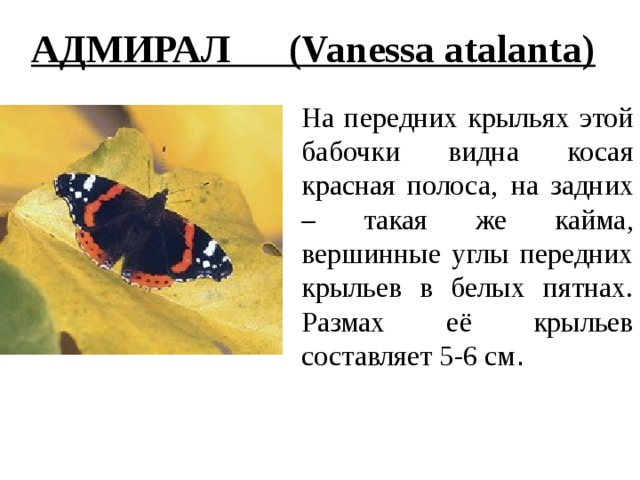 АДМИРАЛ (Vanessa atalanta) На передних крыльях этой бабочки видна косая красная полоса,  на задних – такая же кайма, вершинные углы передних крыльев в белых пятнах. Размах её крыльев составляет 5-6 см . 
