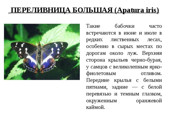  ПЕРЕЛИВНИЦА БОЛЬШАЯ (Apatura iris) Такие бабочки часто встречаются в июне и июле в редких лиственных лесах, особенно в сырых местах по дорогам около луж. Верхняя сторона крыльев черно-бурая, у самцов с великолепным ярко-фиолетовым отливом. Передние крылья с белыми пятнами, задние — с белой перевязью и темным глазком, окруженным оранжевой каймой. 
